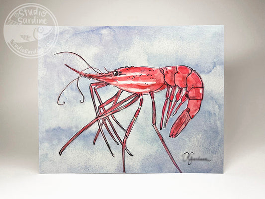 Spot Shrimp 8" x 10" art print, coastal wall art
